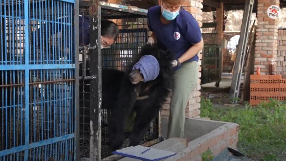 Negen Aziatische zwarte beren gered uit galboerderijen Vietnam