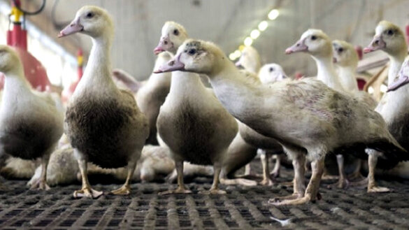 Vogelgriep: 177.700 eenden en kippen vergast