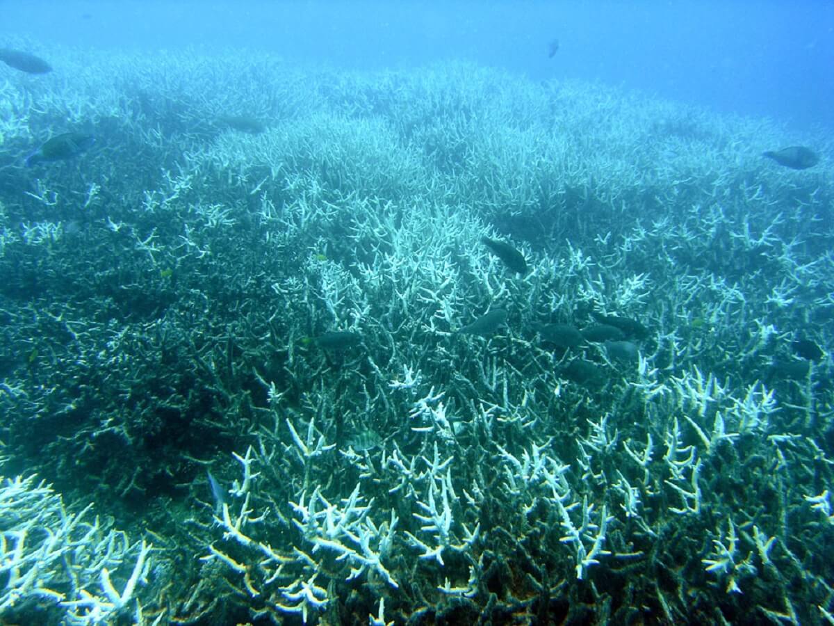 Ernstige verbleking koraalriffen bij 1,5°C opwarming aarde