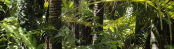 regenwoud amazone