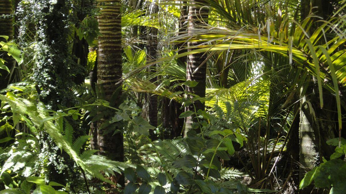 regenwoud amazone