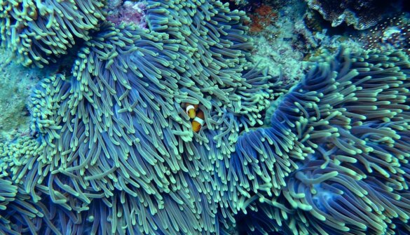 Australië investeert tegen verhongering Great Barrier Reef