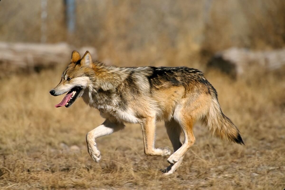 Zeldzame wolven uitgezet in natuur Mexico