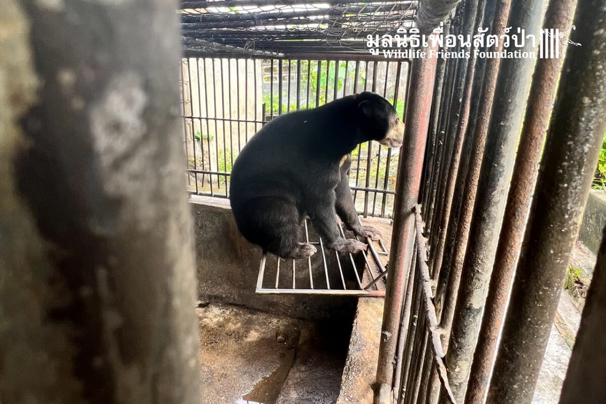 Redding tijgers en beren brengt misstanden wildtoerisme in Thailand aan het licht