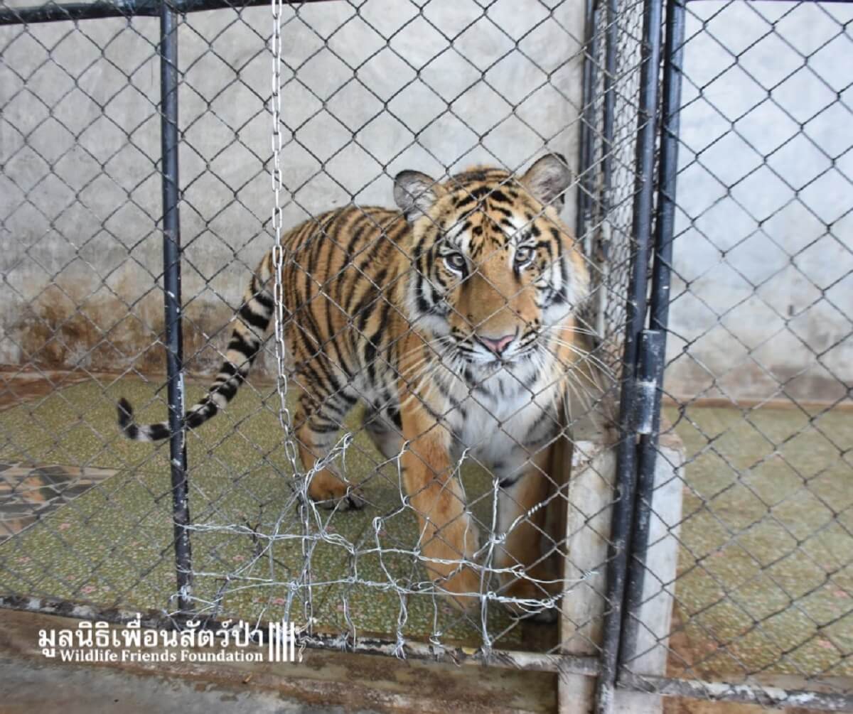 Redding tijgers en beren brengt misstanden wildtoerisme in Thailand aan het licht