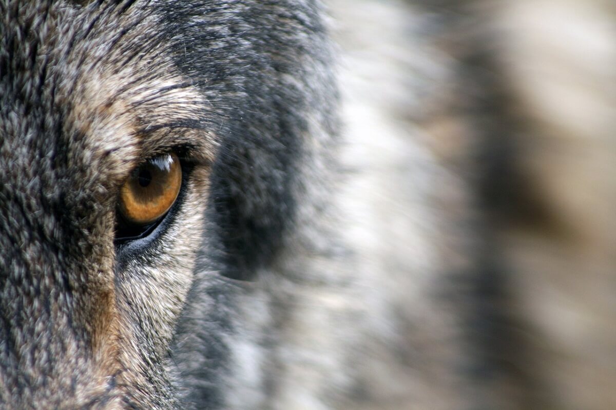 Hoge Veluwe mag wolven niet doden of vangen