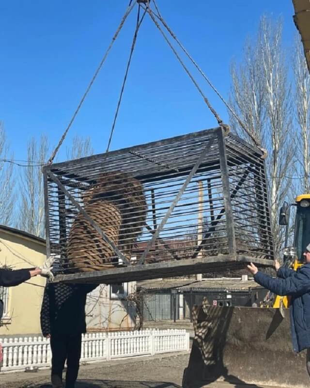 Leeuw en wolf bevrijd uit Oekraïense dierentuin
