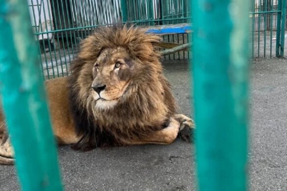 Leeuw en wolf bevrijd uit Oekraïense dierentuin