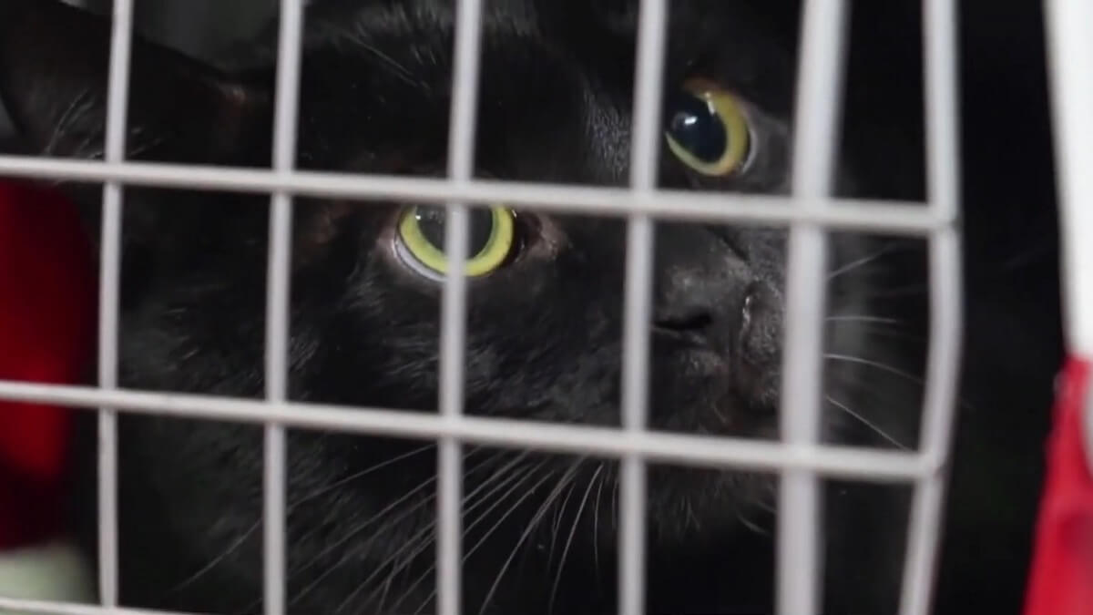 PETA Duitsland redt in week ruim 400 dieren uit Oekraïne