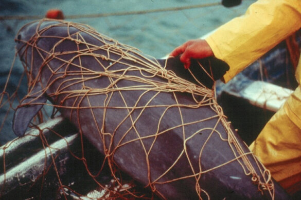 Handel totoaba-vissen in Mexico goedgekeurd: fatale klap voor laatste vaquita’s?