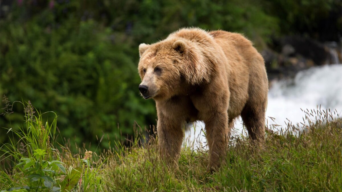 Populatie bruine beren in Pyreneeën hoogste sinds een eeuw