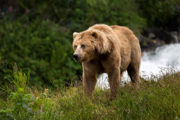Populatie bruine beren in Pyreneeën hoogste sinds een eeuw