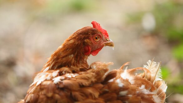 Weer vogelgriep Lunteren: 280.000 kippen afgemaakt