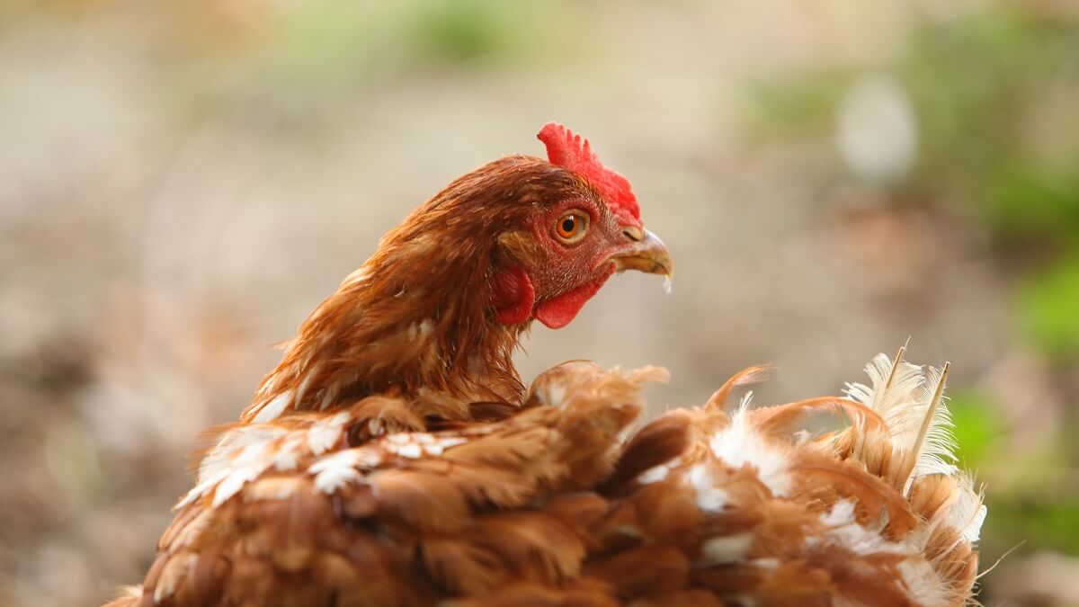 Weer vogelgriep Lunteren: 280.000 kippen afgemaakt
