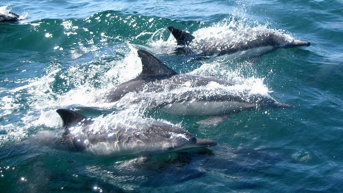 13 dolfijnen