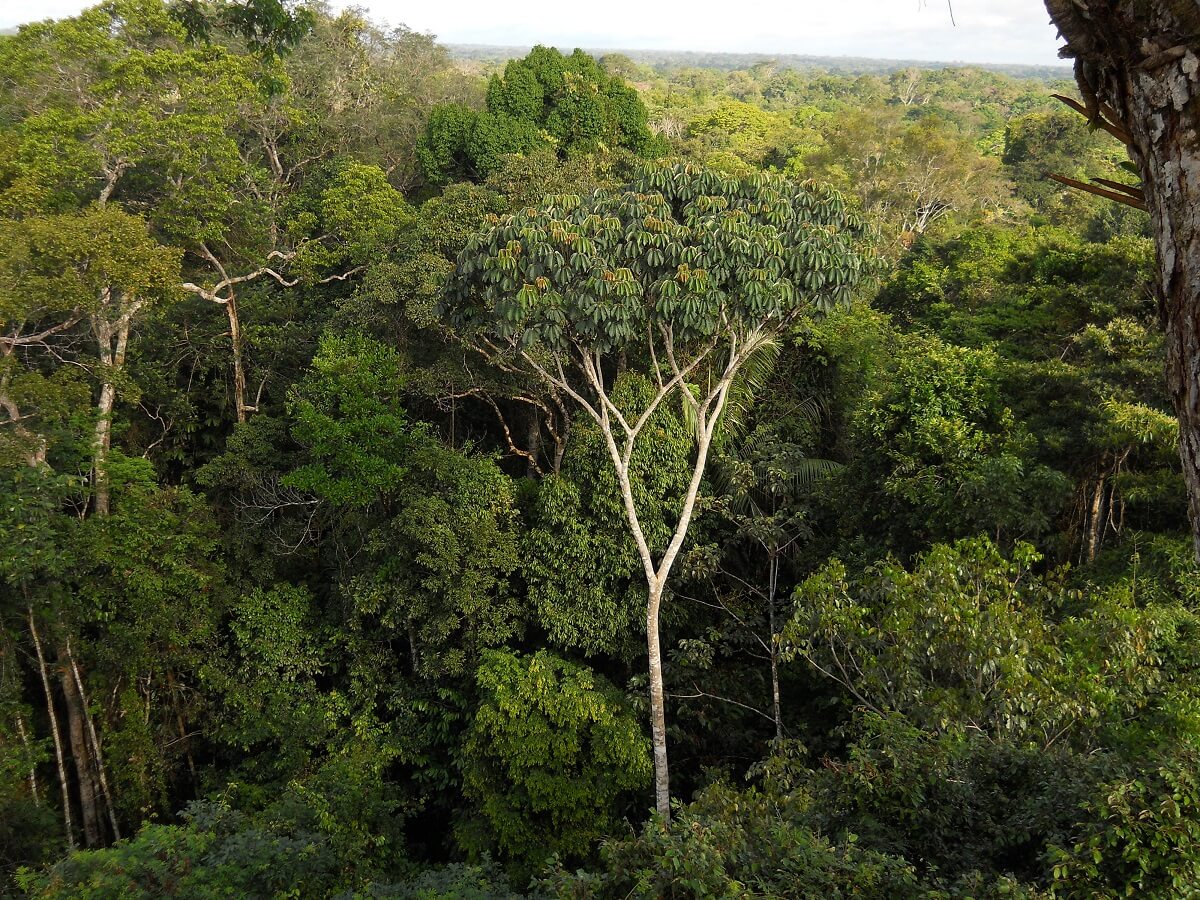 Insectendiversiteit Amazonegebied verbazingwekkend