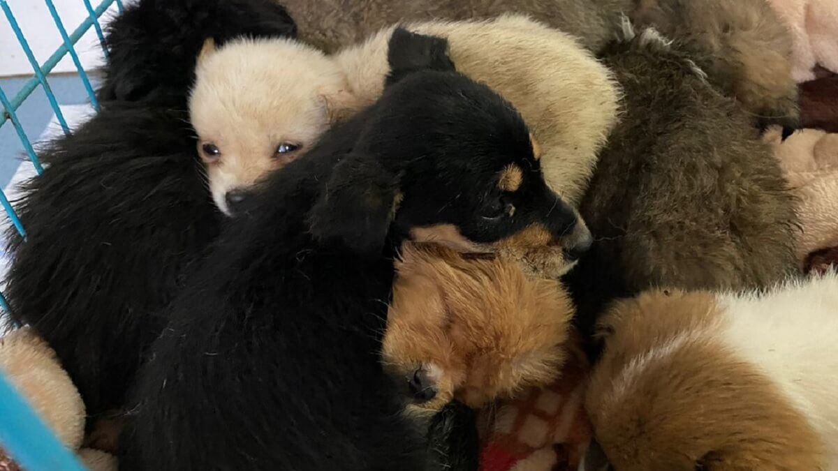282 honden in China gered van huisdier- en vleeshandel