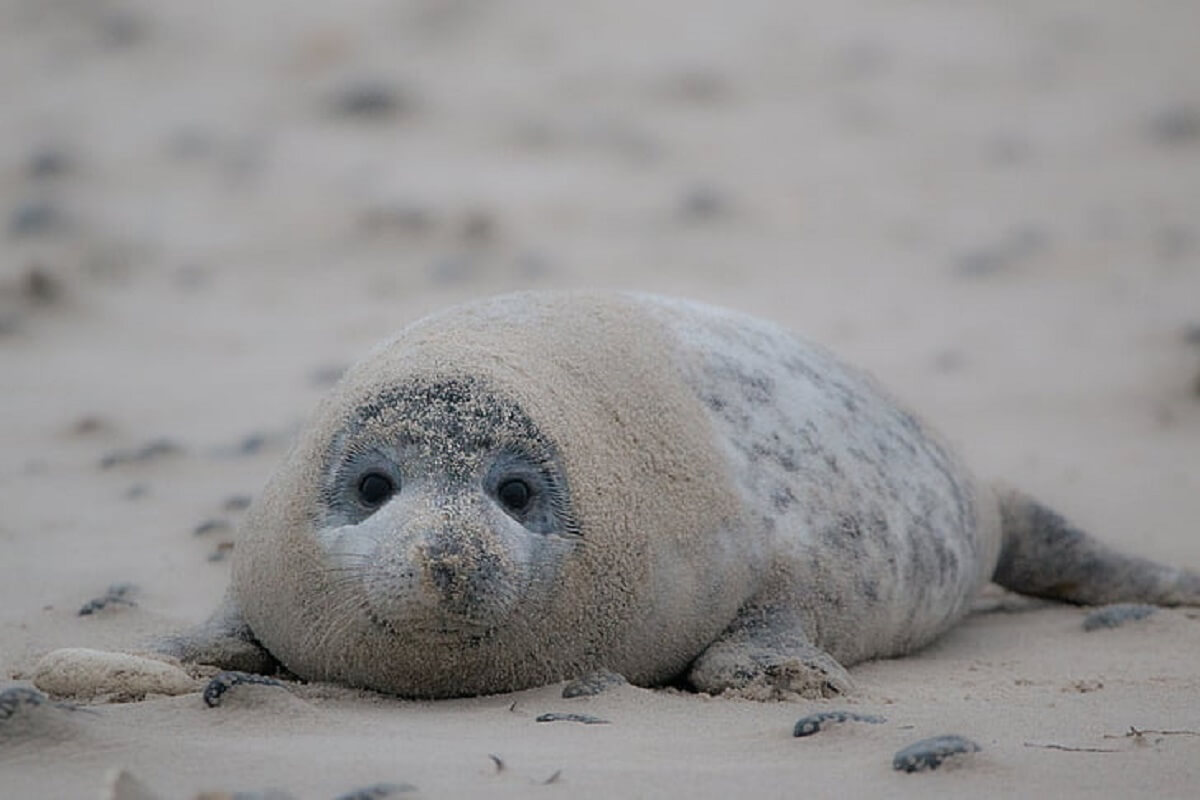 Evaluatie verbod zeehondenproducten sluit 7 augustus