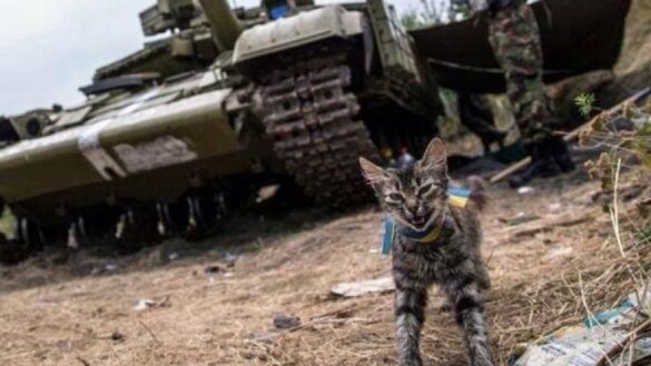 Kitten in Oekraïne