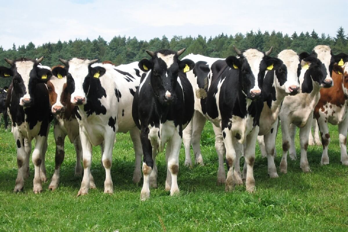 Wakker Dier eist verbod giftige voetbaden voor koeien