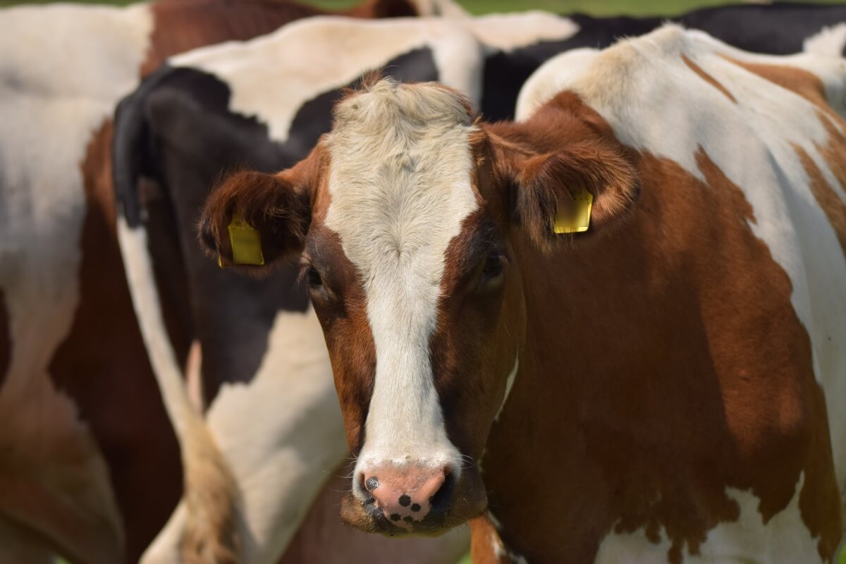 Wakker Dier eist verbod op giftige voetbaden voor koeien