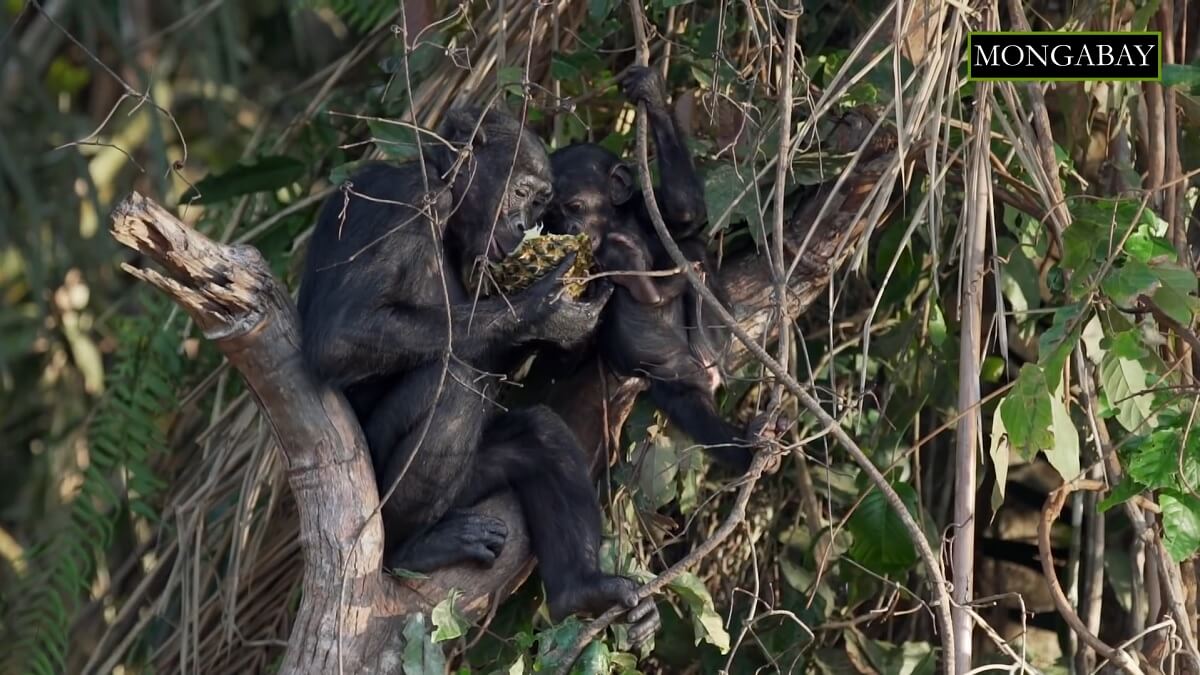 Veertien gerehabiliteerde bonobo’s terug in wild Congo