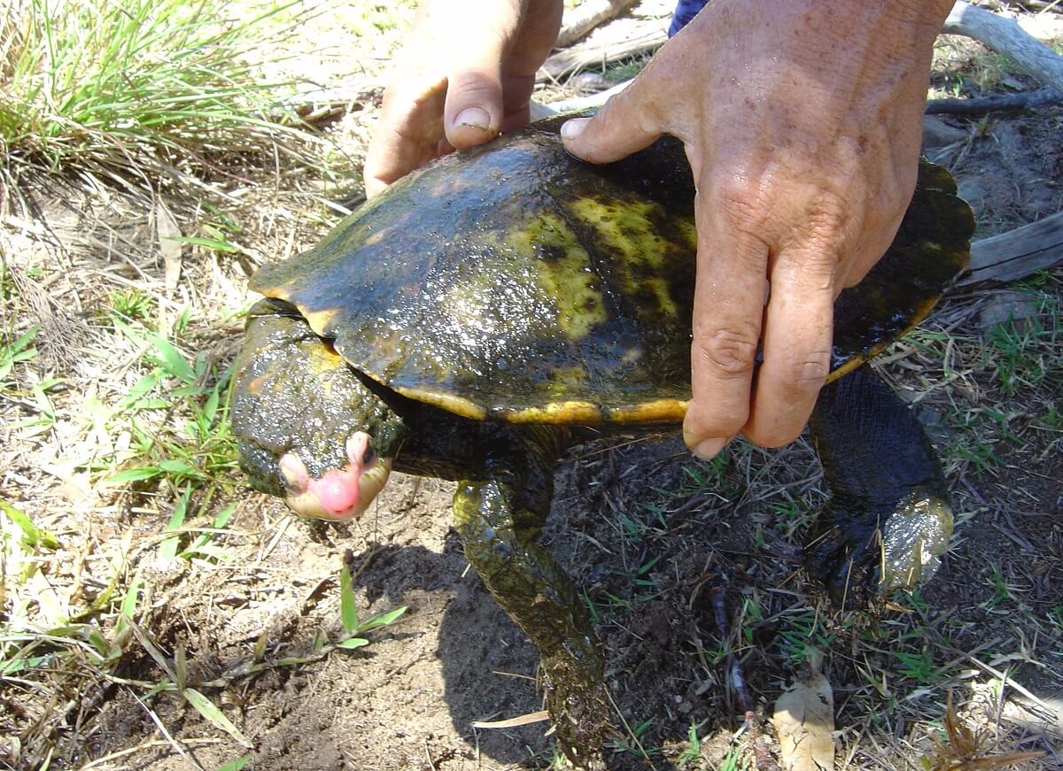Irwin's schildpad na 25 jaar terug in Noord-Queensland
