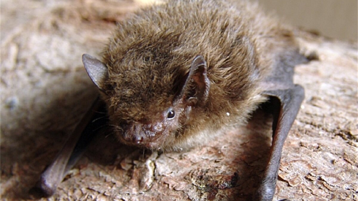 Kleine dwergvleermuis Pipistrellus nathusii