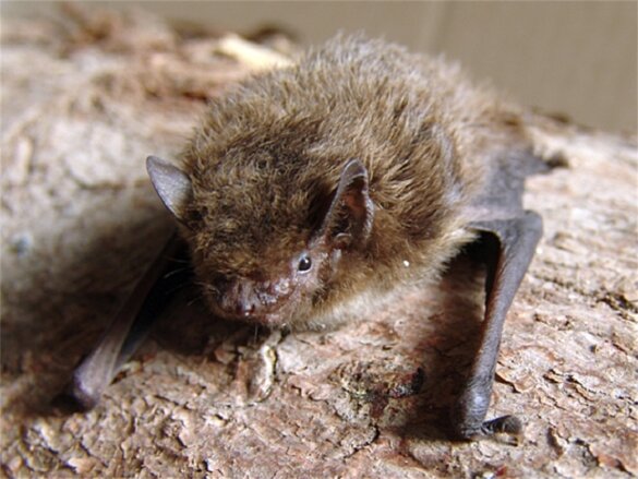 Kleine dwergvleermuis Pipistrellus nathusii