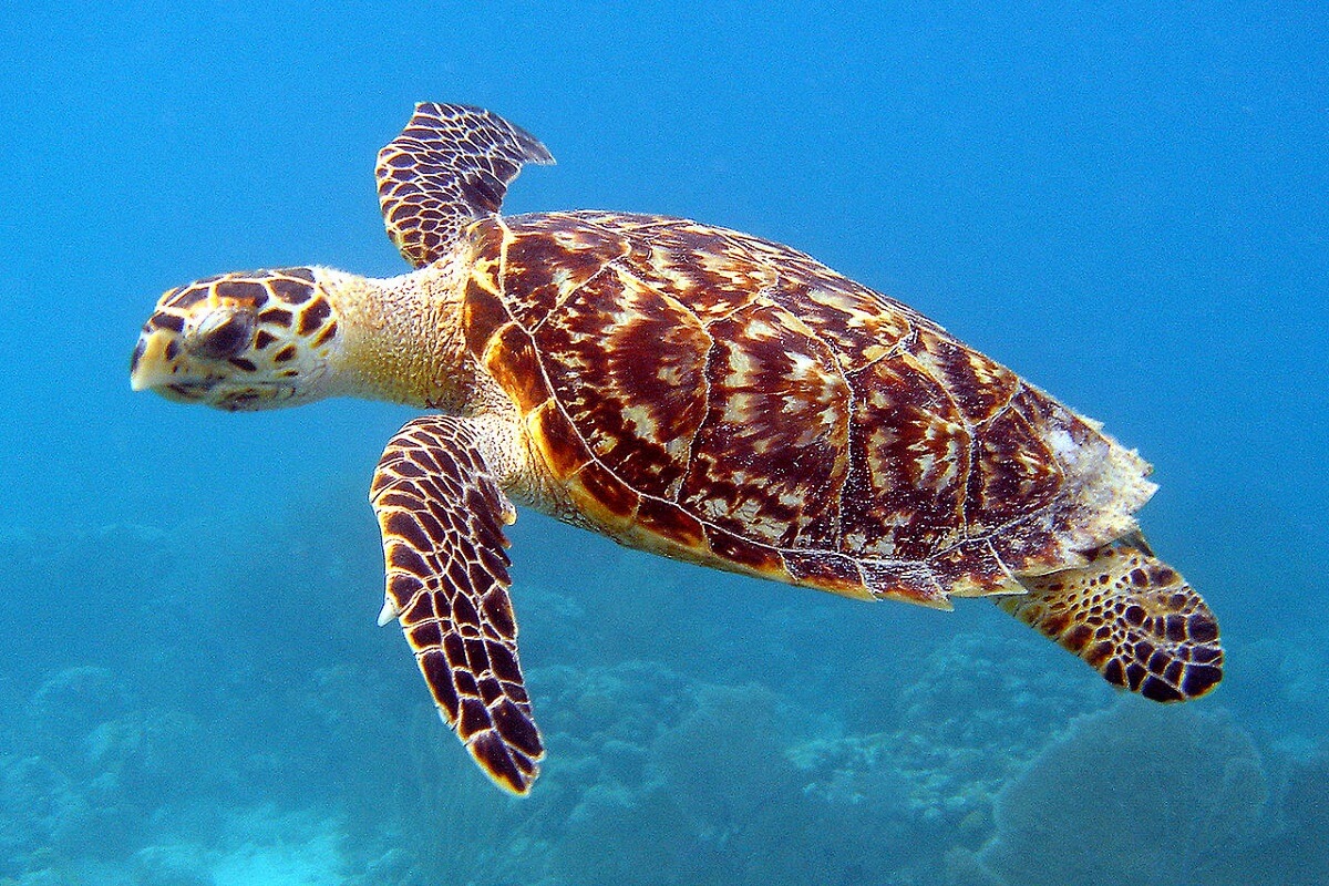 Schildpadden maken omzwervingen door grof navigatiegevoel