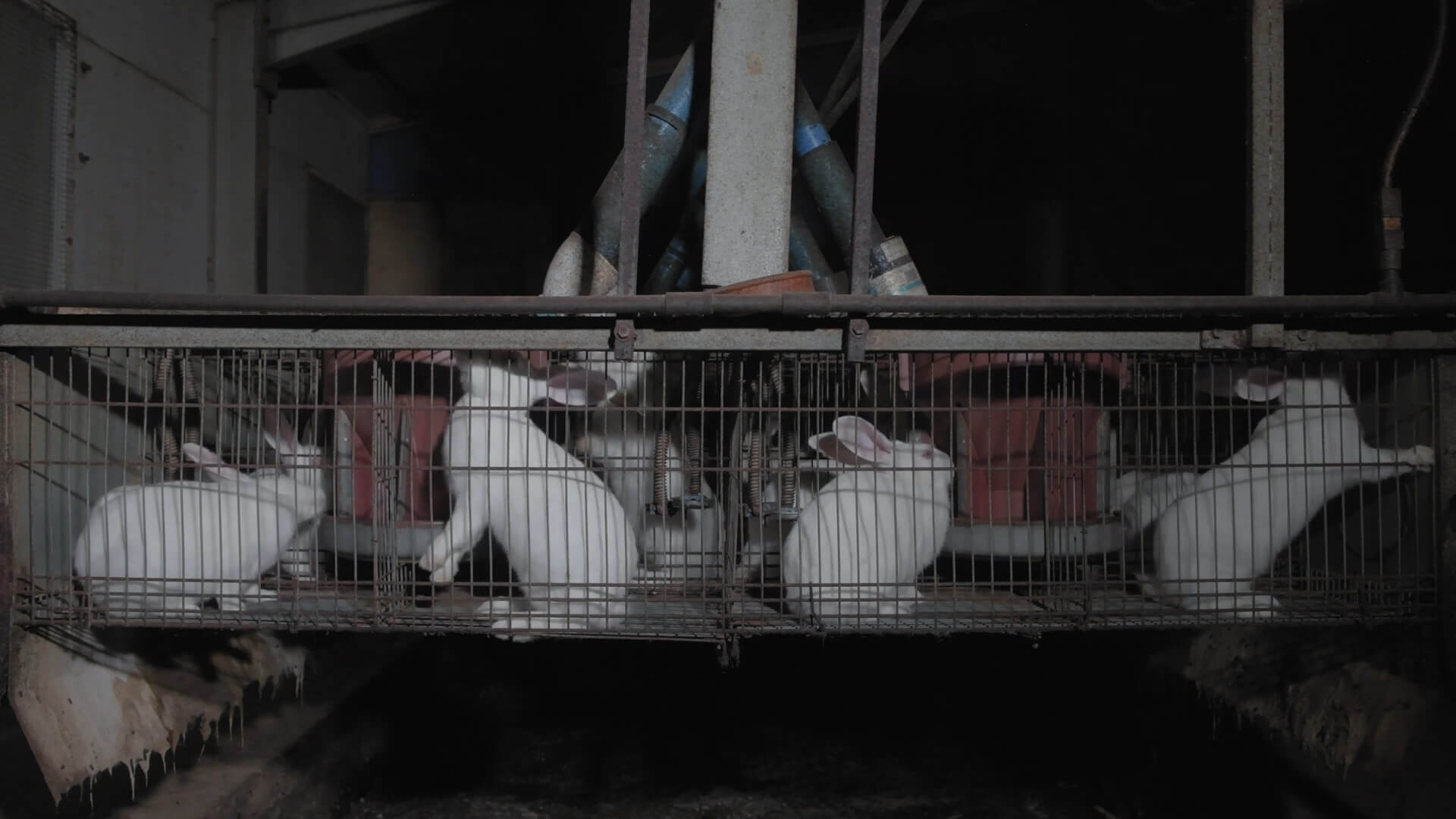 Het konijn vergeten slachtoffer van de vee-industrie