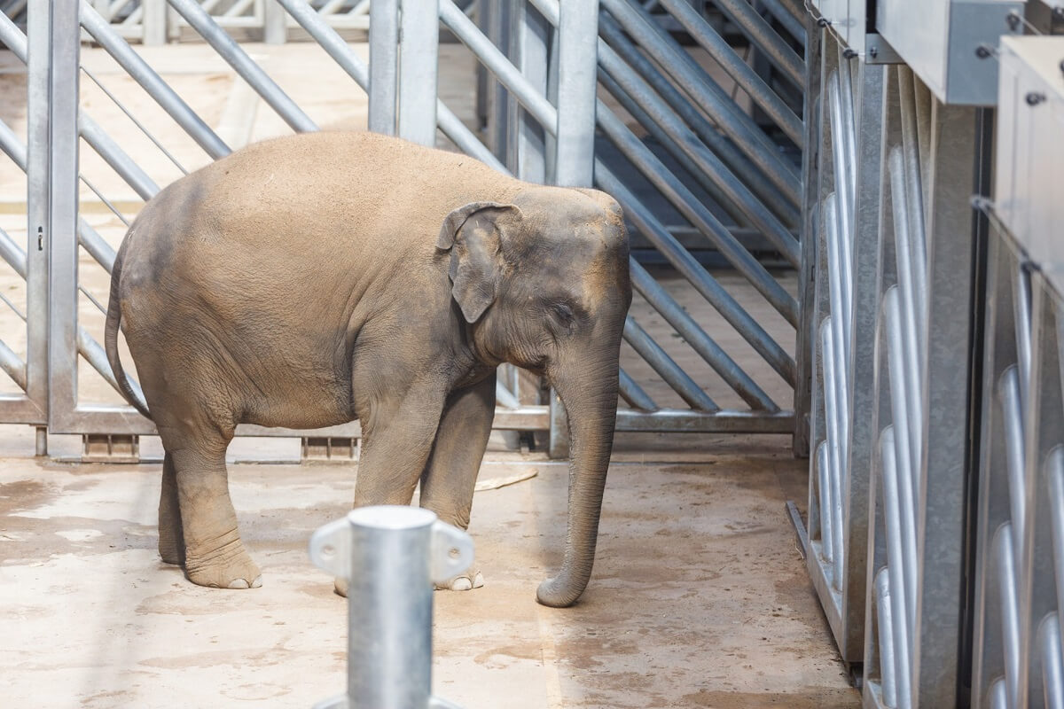 580 olifanten doodongelukkig in Europese dierentuinen