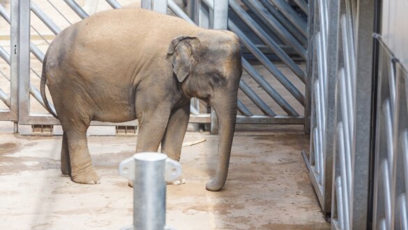 580 olifanten doodongelukkig in Europese dierentuinen