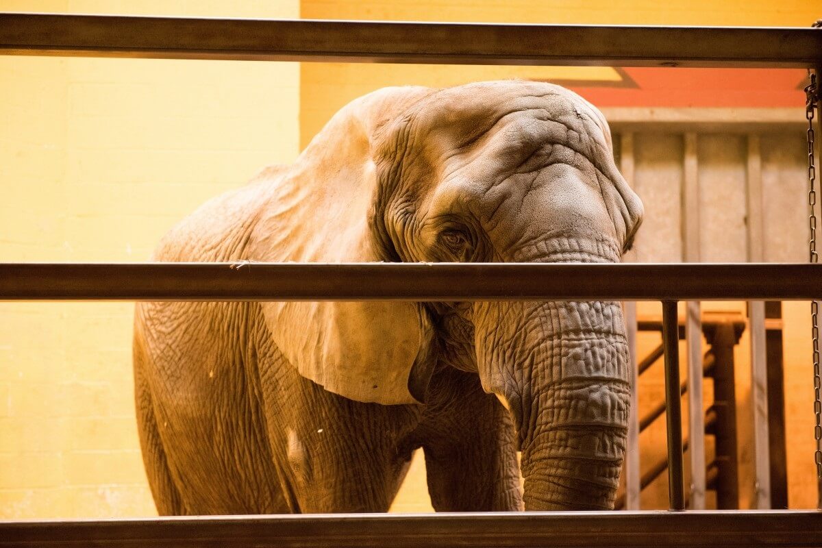 Einde subsidie voor circussen met wilde dieren in Spanje