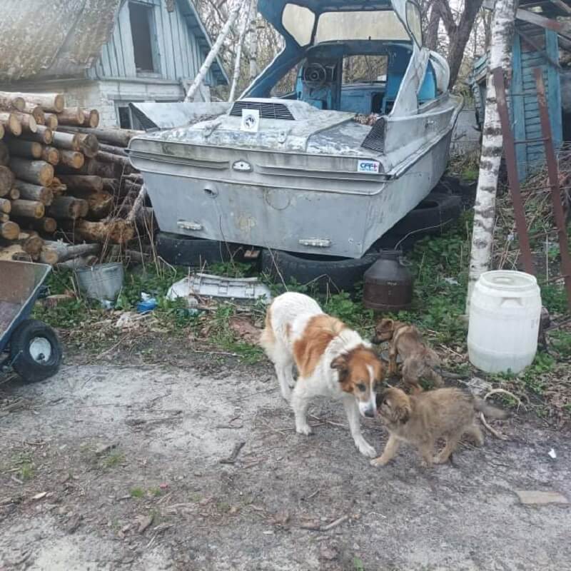 De honden en katten van Tsjernobyl