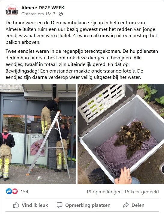 Twaalf babyeenden van winkeldak gered in Almere
