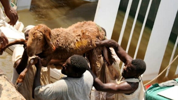 Overbeladen schip Soedan: ruim 15.000 schapen verdrinken