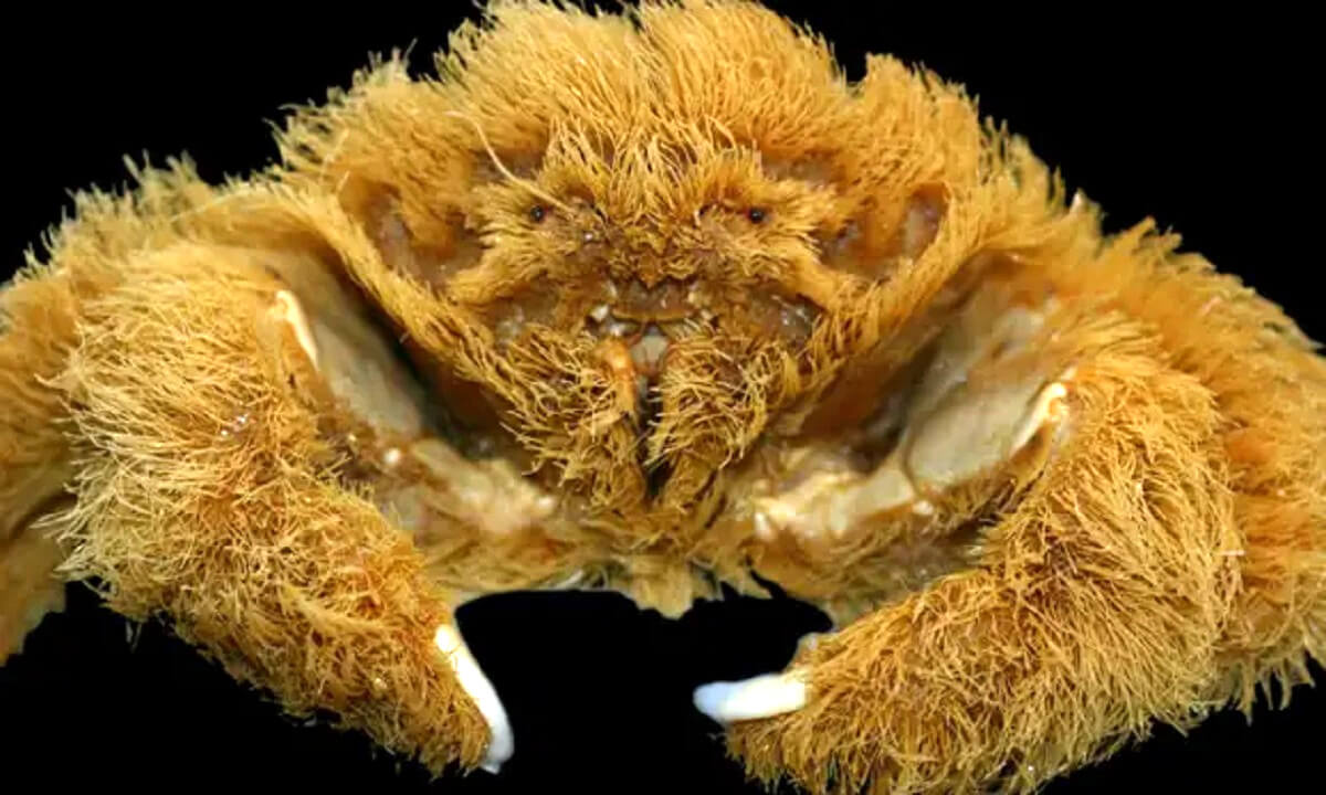 Unieke ‘pluizige’ krab met sponshoed ontdekt in West-Australië