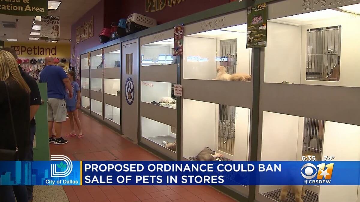 Dallas verbiedt verkoop honden en katten in dierenwinkels
