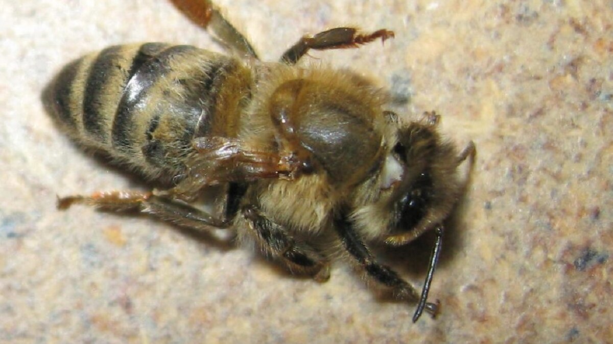Virusvariant bedreigt vleugels bijen wereldwijd