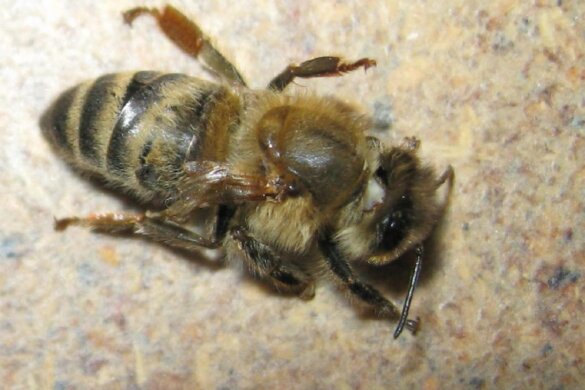 Virusvariant bedreigt vleugels bijen wereldwijd