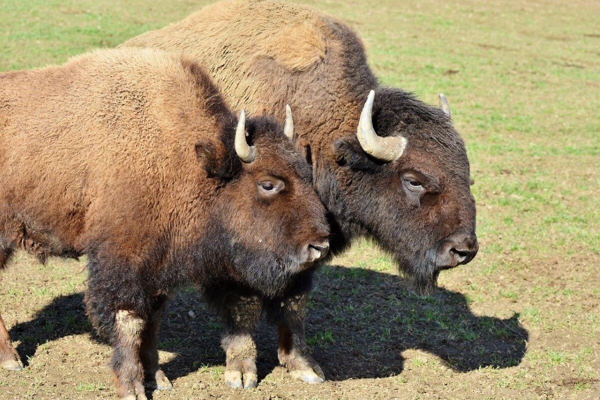 wilde bizons