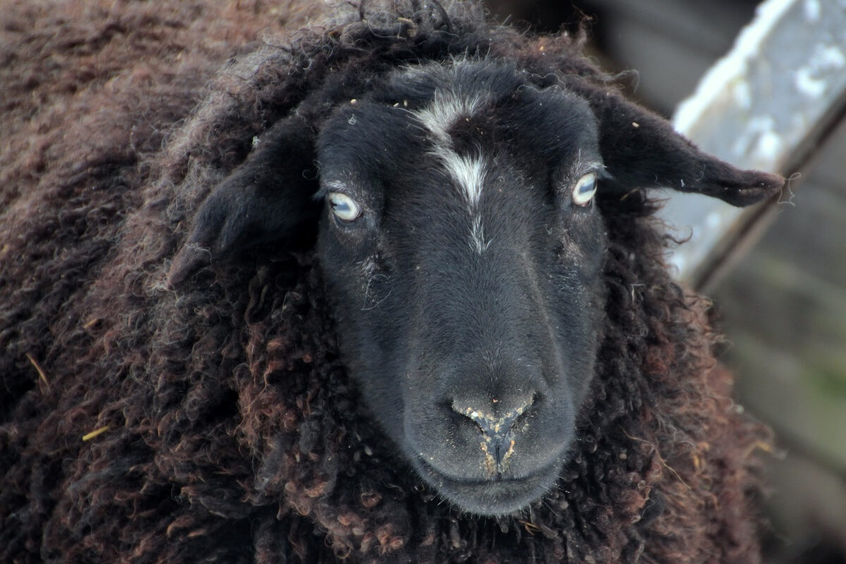Abattoir gesloten wegens ernstige mishandeling schapen