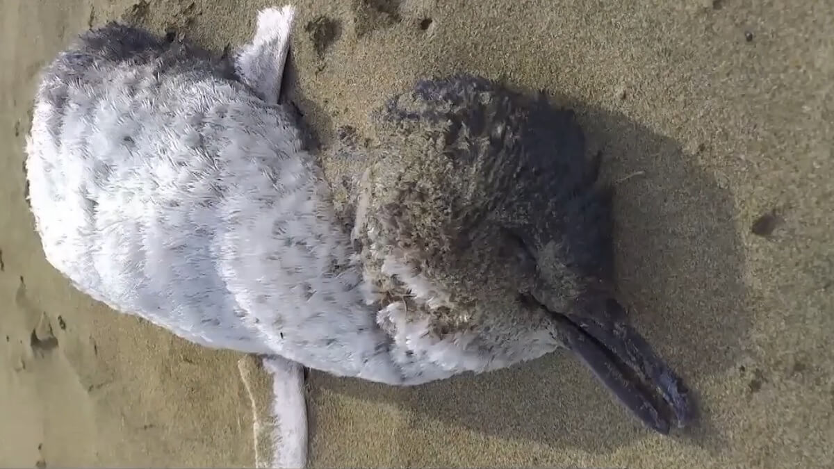 Dode dwergpinguïns spoelen aan in Nieuw-Zeeland door klimaatverandering