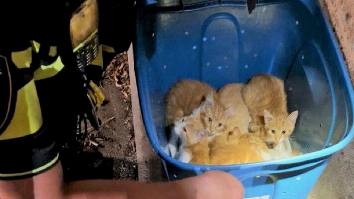 Wie dumpte deze kittens in een tunneltje?