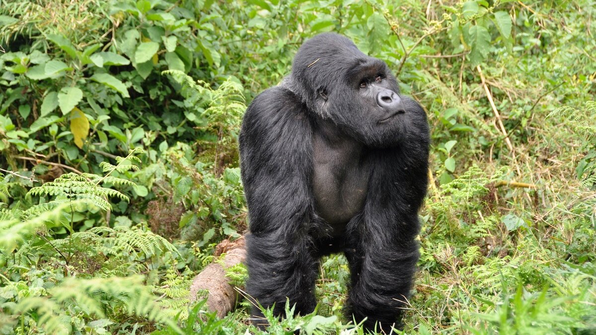Congo veilt olie- en gasvergunningen in bedreigd gorillagebied