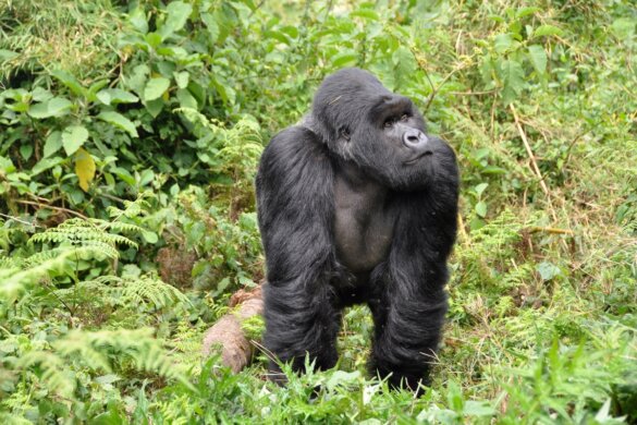 Congo veilt olie- en gasvergunningen in bedreigd gorillagebied