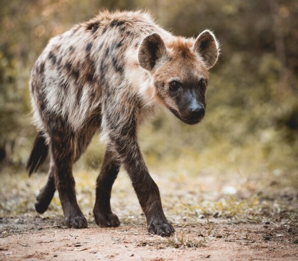 Hyena-aanval