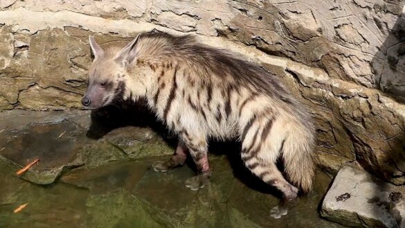 gestreepte hyena