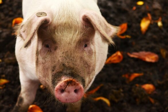 Afrikaanse varkenspest in het Duitse Emsbüren door menselijk handelen